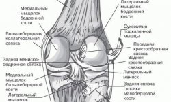 Строение колена — коленного сустава человека: связки и мышцы ноги, фото и картинки