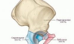 Лобковая кость: анатомия, функции, ее болезни и травмы