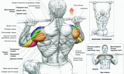 Упражнения для мышц плечевого пояса: польза, рекомендации