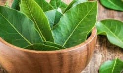 Чистка суставов лавровым листом — полезные рецепты
