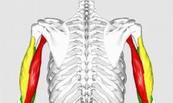 Мышцы плеча (двуглавая, трехглавая, дельтовидная и подостная), функции плечевого пояса
