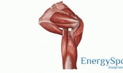 Плечевой пояс: особенности строения, мышечная система