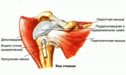 Болит дельтовидная мышца плеча: лечение, причины